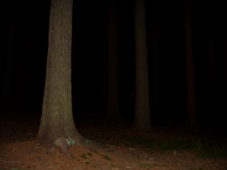 f/tabor207-n.jpg