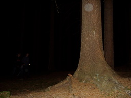 f/tabor208-n.jpg