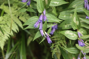 /IMG_4218-v.jpg